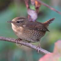 Pacific Wren